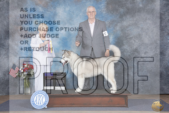 Alaskan Malamute #6 Fri BOB OHBOB first Pt Judge Judith Brown_WP_6814e_ Abilene 2026