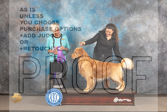 Golden Retriever #55 Wed WD Judge Pluis Davern_MJ_2997_Houston_2022_HR3