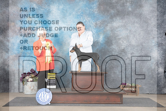 Machester Terrier #6 Sat G3 Judge Gloria Kerr__JP_7334_Belton_2024_HR3