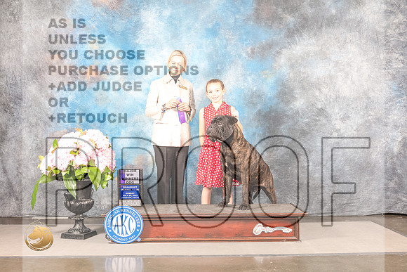 Bullmastiff #17 FRI WD Major Judge Patricia SosaBullmastiff #17 FRI WD Major Judge Patricia Sosa_MJ_8118_Houston_2022_HR3_Houston_2022_HR3