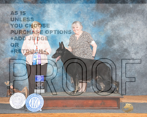 German Shepherd Dog #7 Fri WDBOW Judge Karen Hynek_JP_6916e_Marshall_2024-HR3