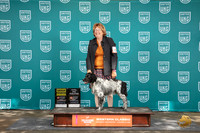 Epagneul Breton #129 Fri G4 Total Dog Judge Matthew Proctor