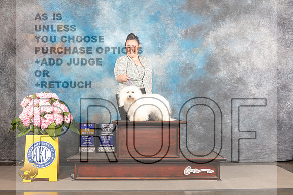 Coton de Tulear #6 THUR WB BOW BOB NCH Major Judge Joe Walton_MJ_3801_Houston_2022_HR3