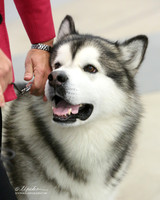 Alaskan Malamute Ring Sun LR Fort Worth Mar 2013