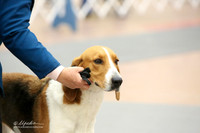 American Fox Hound Sat Ring LR Fort Worth Mar 2013