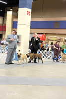 Boxer #35 Ring Sun  LR Fort Worth Mar 2013