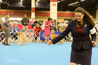 Golden Retriever Ring Sun Teresa McKenna LR Fort Worth Mar 2013