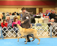 Great Dane Friday 1 Ring 9-12 Month Puppy Bitch LR Fort Worth Mar 2013
