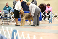 Otterhound Sat Ring LR Fort Worth Mar 2013