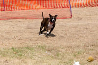 *American Pitbull Terrier Precision Courcing Sat Longview WA 2024