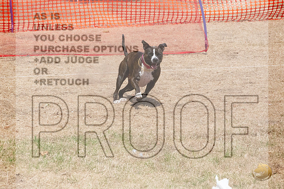 American Pitbull Terrier Percision Courcing Sat Longview WA 2024_JJL_3629_Longview WA_2024_HR3