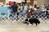 Border Collie Ring Sat LR Fort Worth Mar 2013