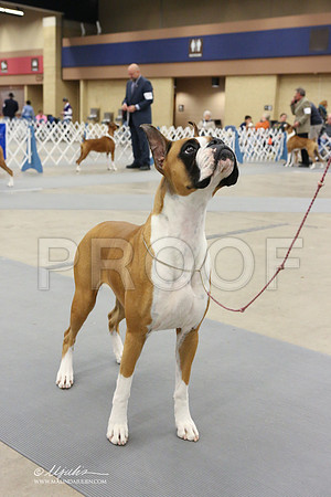 boxer-2532-LR