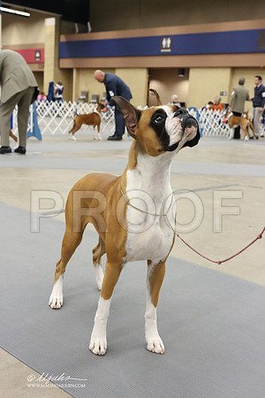 boxer-2536-LR