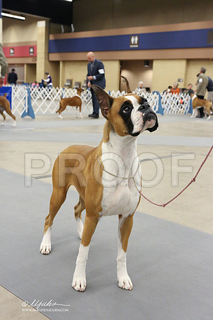 boxer-2535-LR