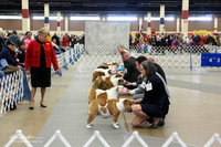 Bulldog Ring Sun LR Fort Worth Mar 2013