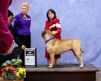Bullmastiff #21 Fri Award of Merit Donna & Charles Atwood Debra Bruce Kathy Kocher Judge R Leininger LR Fort Worth Mar 2013