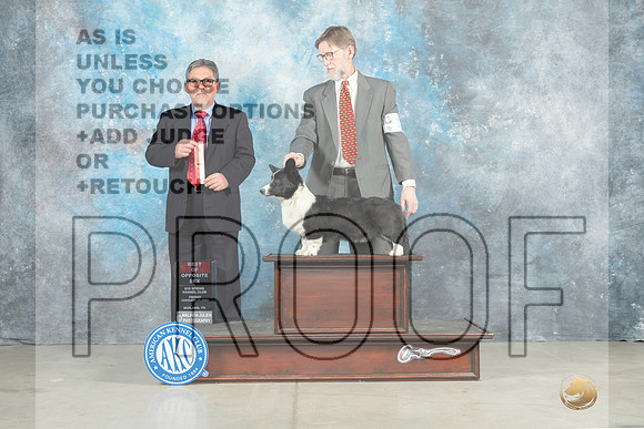 Cardigan Welsh Corgi #18 Fri BOS Judge Elizardo Valadez-_MJ_0797e_Midland2023-HR3