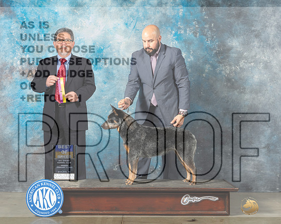 Australian Cattle Dog #14 Fri BOB Judge Elizardo Valadez-_MJ_1936e_Midland2023-HR3