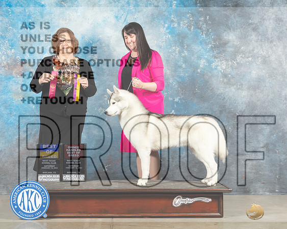 Siberian Husky #5 Sat BOBOHBOB Judge Elizabeth Muthard-_MJ_1569e_Midland2023-HR3