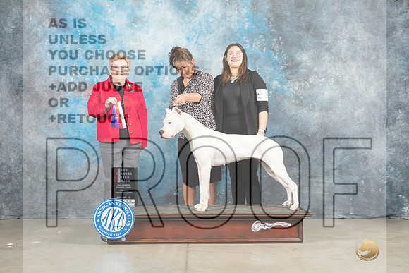 Dogo Argentino #14 Fri BOSWBM Judge Judith Brown-_MJ_0684e_Midland2023-HR3