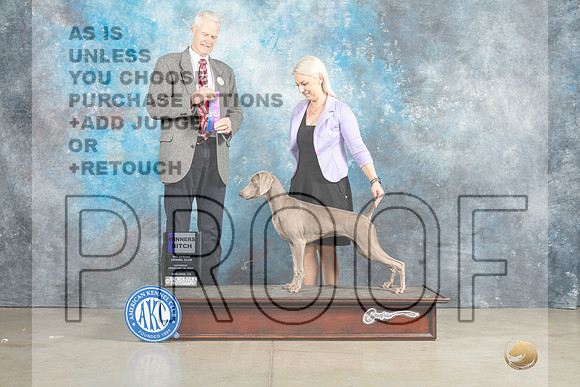 Weimaraner #10 Fri WB Judge Donna O'Connell Sat Wade Sun Valadez-_MJ_2751e_Midland2023-HR3