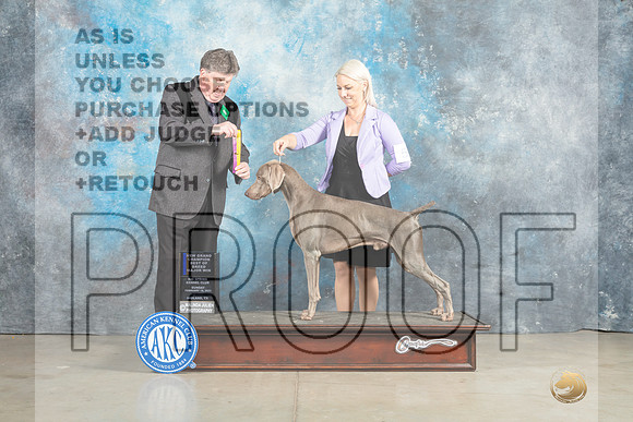 Weimaraner #5 Fri BOBGCH Judge Charles Olvis r-_MJ_2665e_Midland2023-HR3
