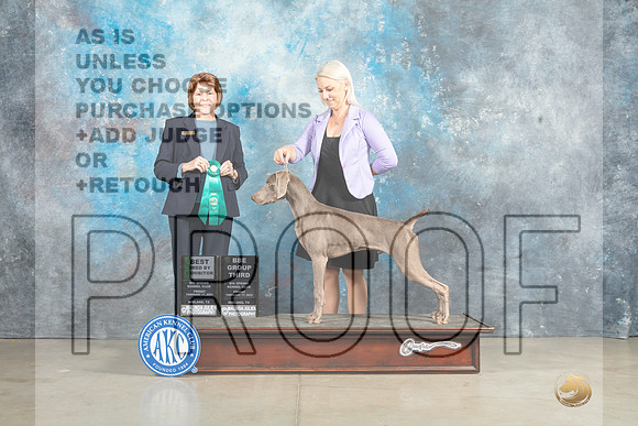 Weimaraner #7 Fri BBE Judge Donna O'Connell r-_MJ_2793e_Midland2023-HR3