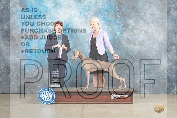 Weimaraner #11 Sun RWD Judge Donna OConnell r-_MJ_2722e_Midland2023-HR3