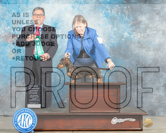 Dachshund Wirehaired #9 Fri OHG3 Judge Elizardo Valadez-_MJ_0988e_Midland2023-HR3