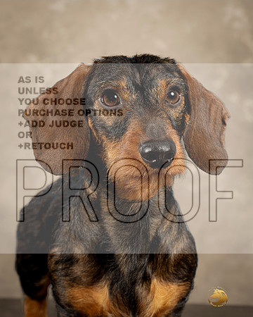 Dachshund Wirehaired Cathy Smith-_MJ_0753e_Midland2023-HR3