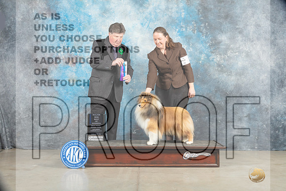 Shetland Sheepdog #21 BOWWDM Judge Charles Olvis-_MJ_1452ee_Midland2023-HR3