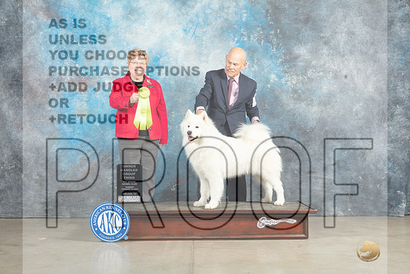 Samoyed #16 Sun OHG3 Judge Judy Wade-_MJ_2809e_Midland2023-HR3