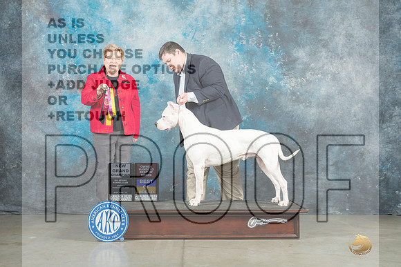 Dogo Argentino #5 Thur BOBOHBOBG Judge Judith Brown r-_MJ_0714e_Midland2023-HR3