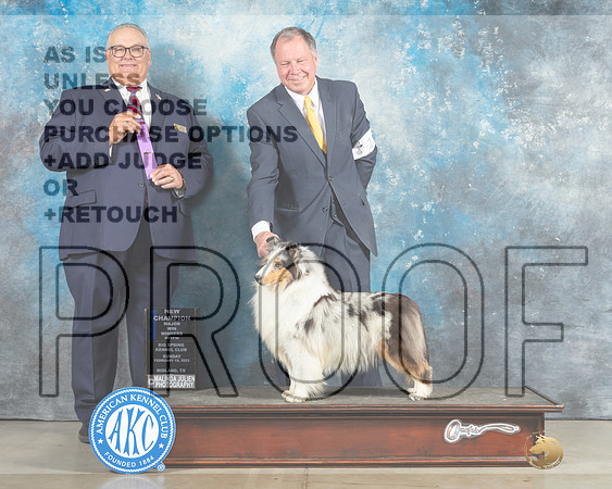 Shetland Sheepdog #18 Sun WBM Judge John Lucas-_MJ_2452e_Midland2023-HR3