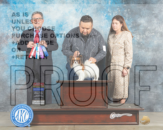 Papillon #18 Sat BOWBOSCh Judge Elizardo Valadez-_MJ_1388e_Midland2023-HR3