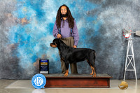 Rottweiler #6 Sun BOB Judge Joan Liebes