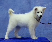 American Eskimo LR Fort Worth Mar 2013