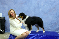 Australian Shepherd Maggie Pryor Custom Sat LR Fort Worth Mar 2013