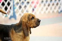 Bloodhound Sat Ring LR Fort Worth Mar 2013