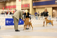 Boxer #31 Ring Sun Tina Star LR Fort Worth Mar 2013