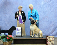 Bullmastiff #36 (ADD MAJ WIN) Tracy Niedecken & Kathy Kocher Judge R Leininger LR Fort Worth Mar 2013