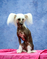 Chinese Crested Sat Custom LR Fort Worth Mar 2013