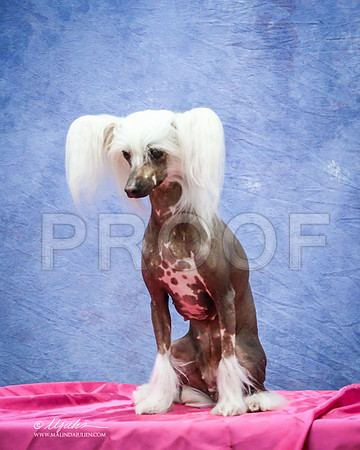 ChiCrest-0852-LR