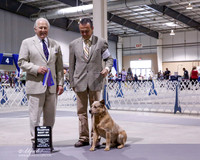 Australian Cattle Dog #15 Fri NCh BOW Romero Armando Judge C Battaglia