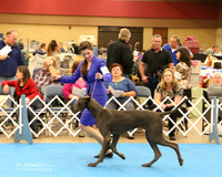 Great Dane Friday 1 Ring 6-9 Month Puppy Bitch LR Fort Worth Mar 2013