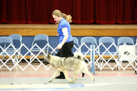 Norwegian Elkhound Sat Ring LR Fort Worth Mar 2013