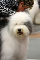 Old English Sheep Dog Ring Sun LR Fort Worth Mar 2013