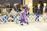 Rat Terrier Ring Sun LR Fort Worth Mar 2013