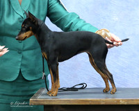 Toy Manchester Terrier Mary Gonzalez LR Fort Worth Mar 2013
